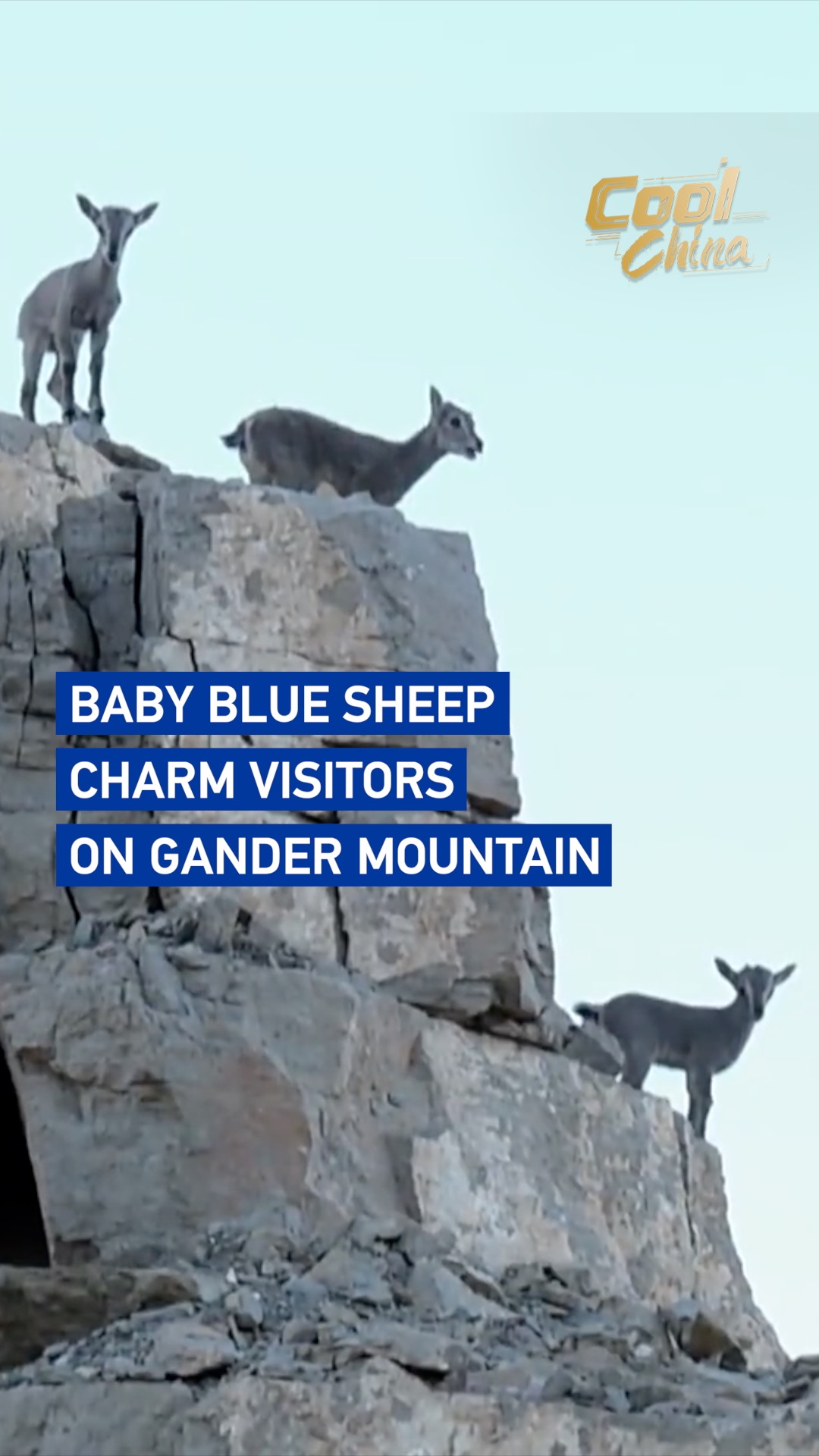 Baby blue sheep charm visitors on Gander Mountain