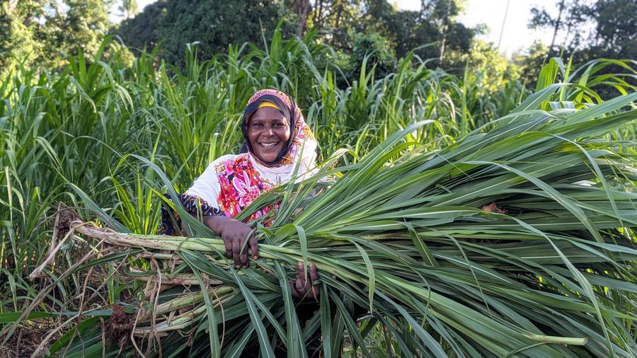 Tahiya Bauso Massawe, a Tanzanian dairy farmer, carries freshly harvested Juncao grass in Zanzibar, Tanzania, May 12, 2026. /Xinhua