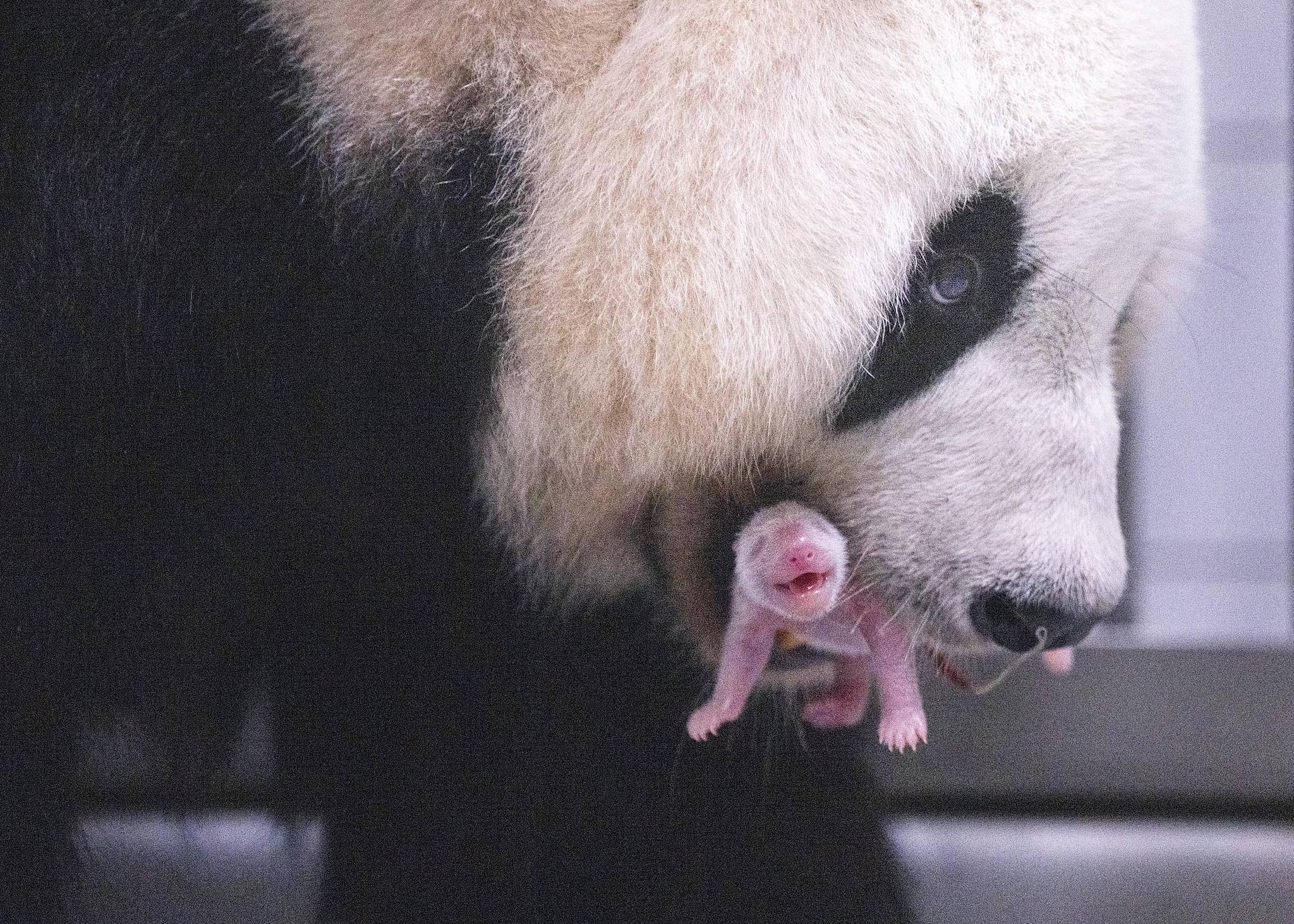 Giant panda Ai Bao and her cub at Everland Zoo, ROK, June 3, 2026. /VCG