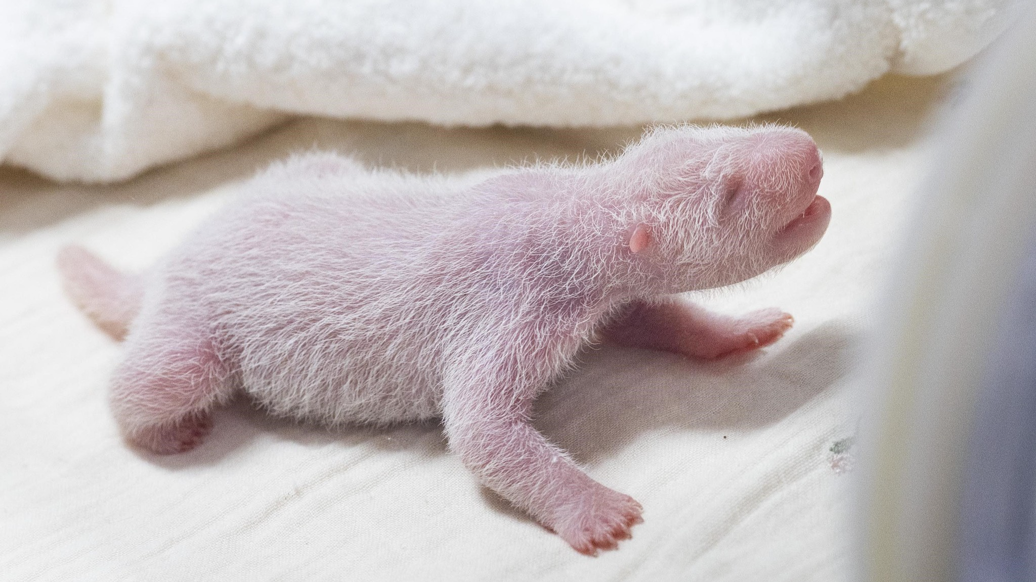 Chinese giant panda in ROK gives birth to fourth cub