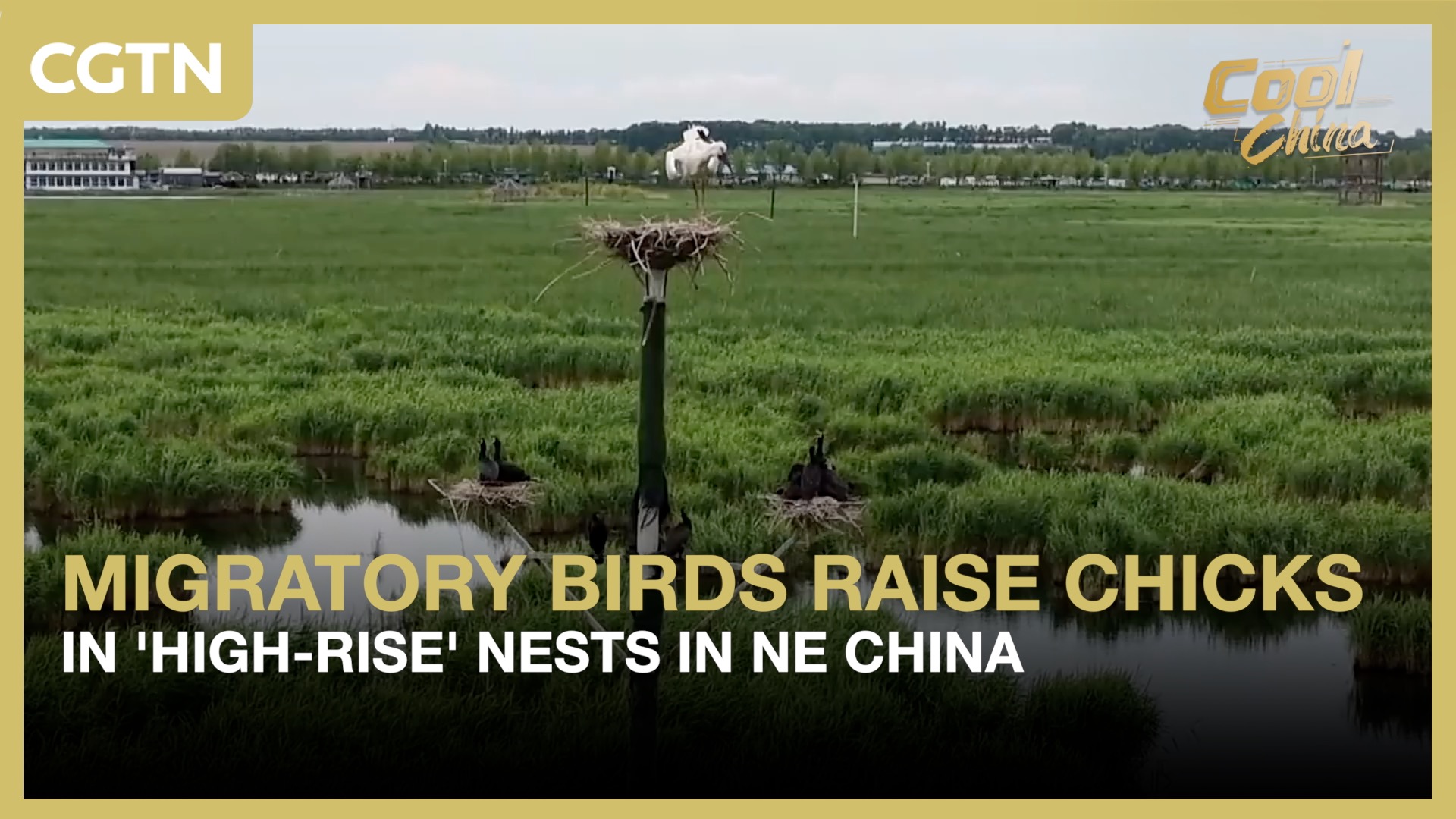 Migratory birds raise chicks in 'high-rise' nests in NE China