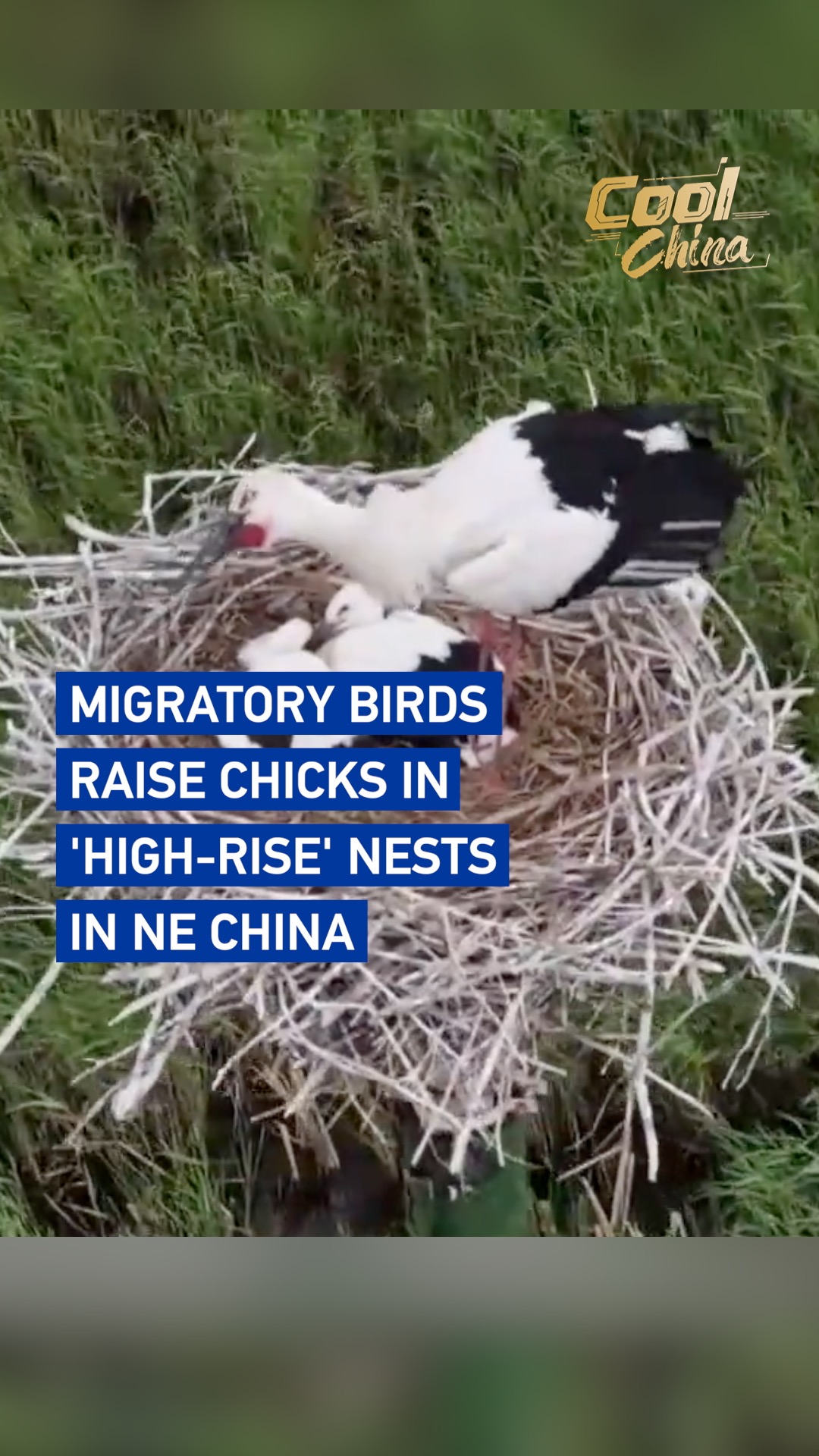 Migratory birds raise chicks in 'high-rise' nests in NE China