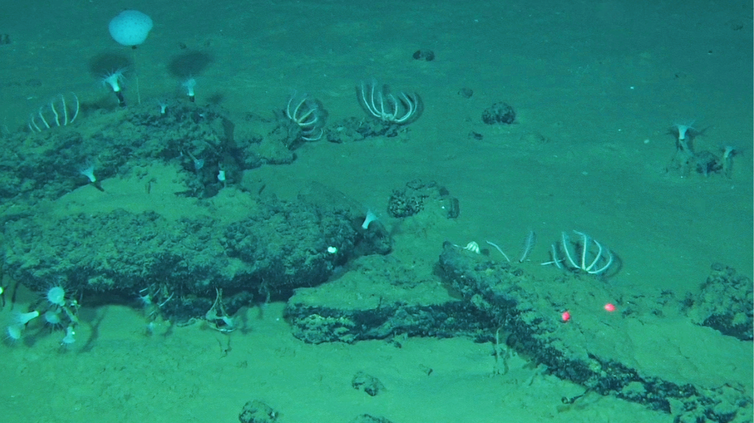 5.3-million-year-old whale graveyard hotspot found in Indian Ocean