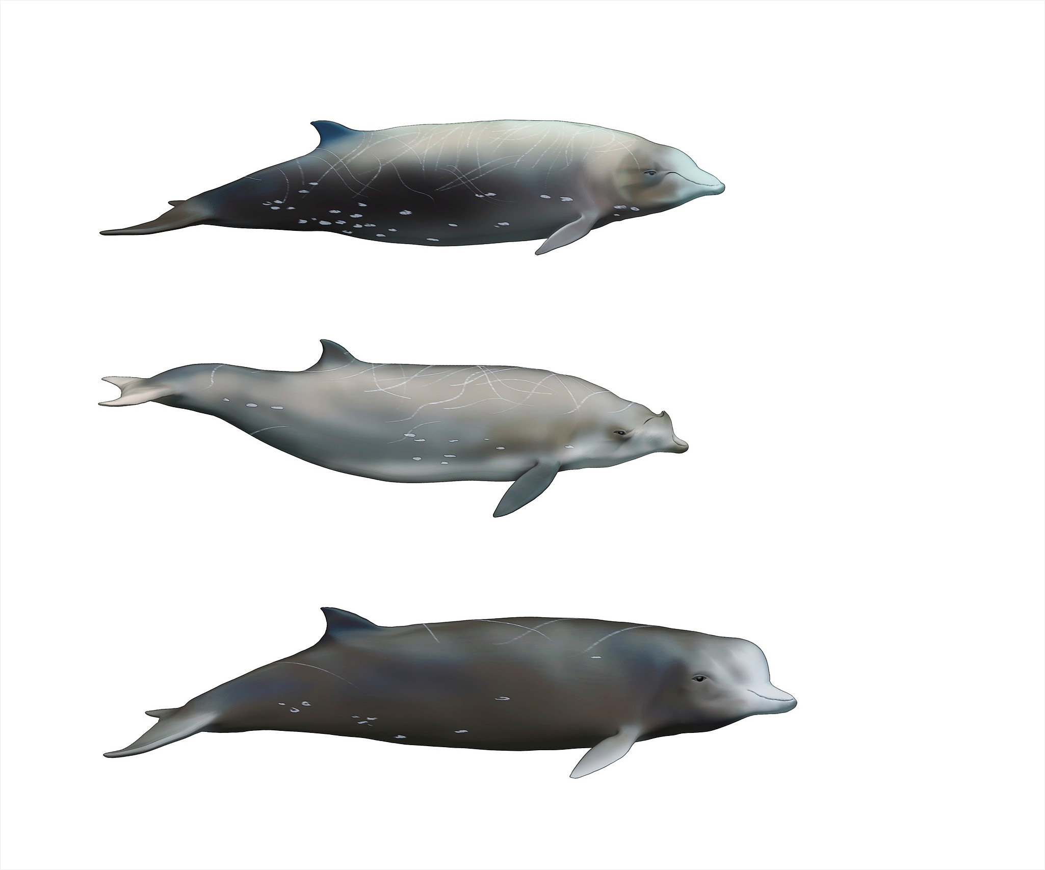 Illustrations of beaked whales. /VCG