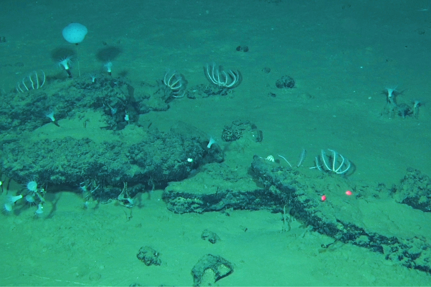 Whale remains on the seafloor have become home to large communities of marine life in the Diamantina Zone, southeastern Indian Ocean. /VCG