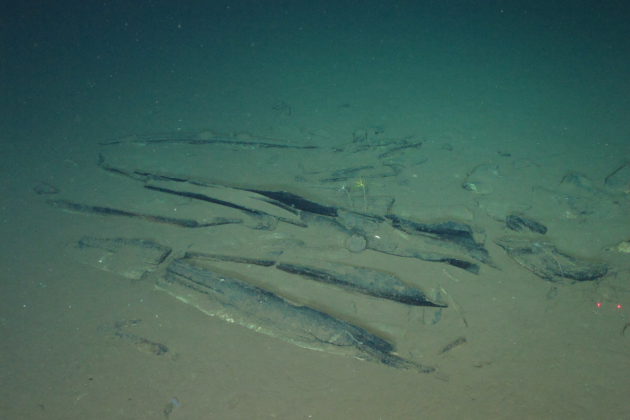 Newly-discovered fossilized whale bones at a site deep underwater in the Diamantina Zone, southeastern Indian Ocean. /VCG