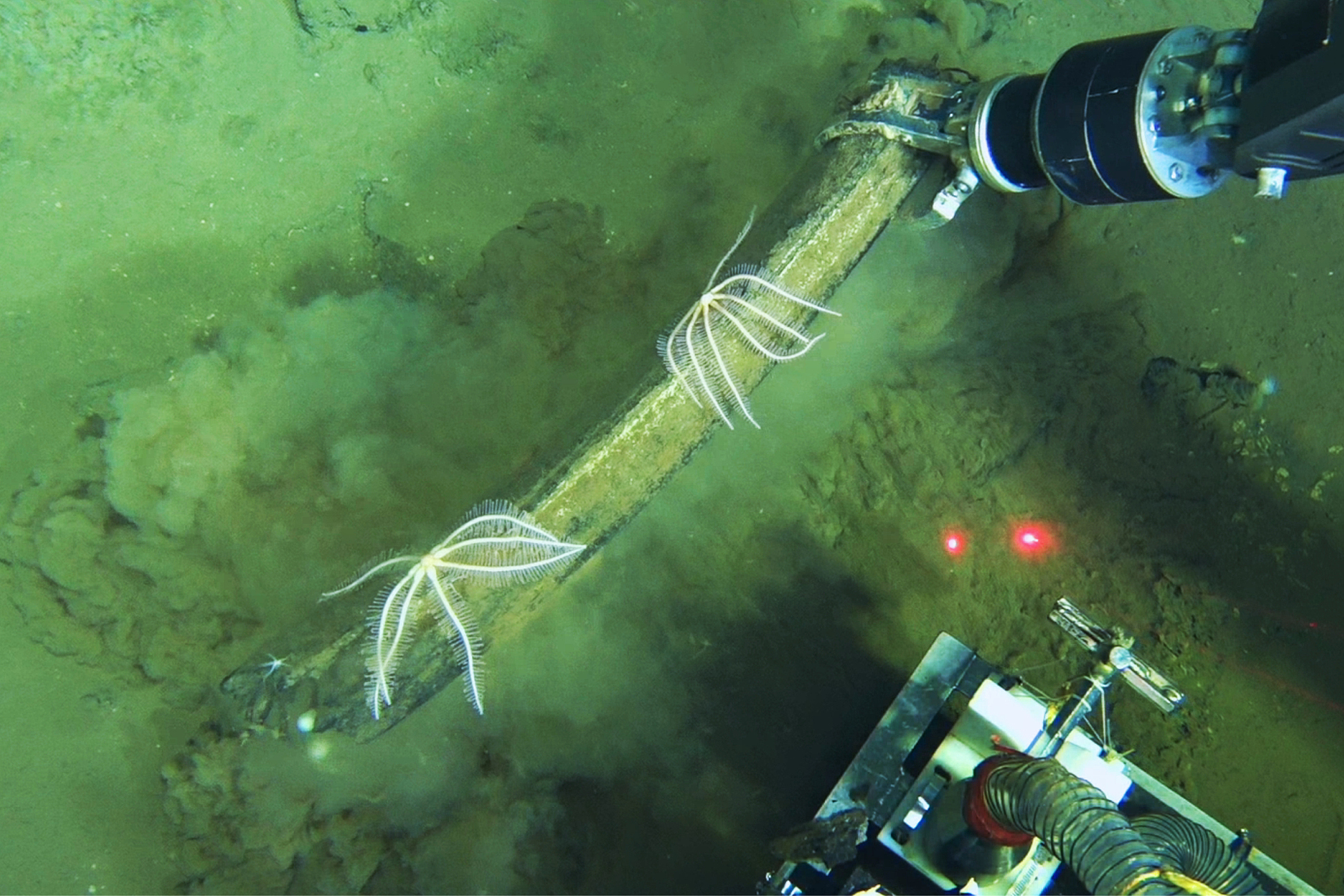 A Chinese submersible recovers fossilized whale bones from the deep seafloor in the Diamantina Zone, southeastern Indian Ocean. /VCG