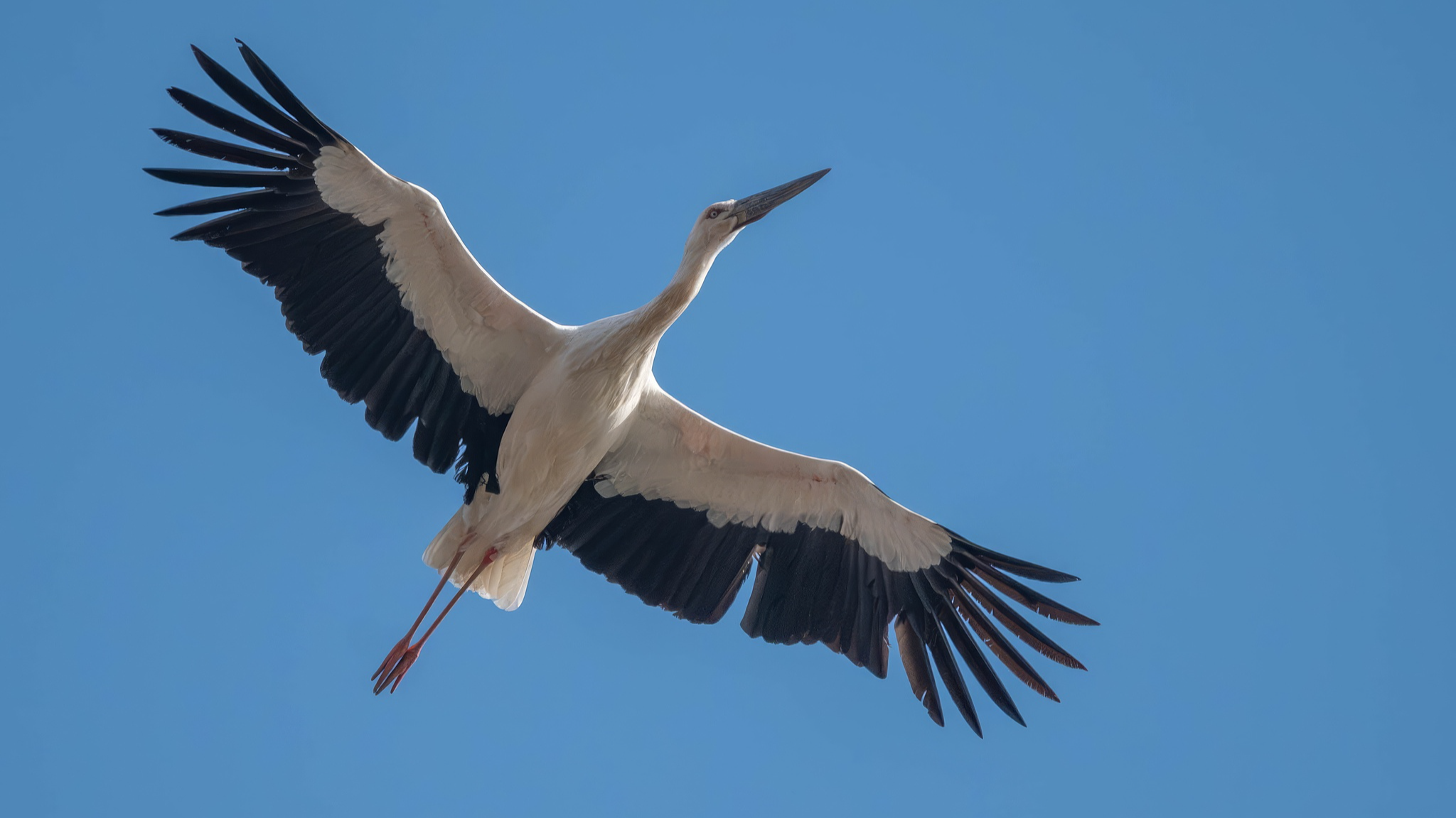 Bird facial recognition boosts conservation in Yellow River Delta