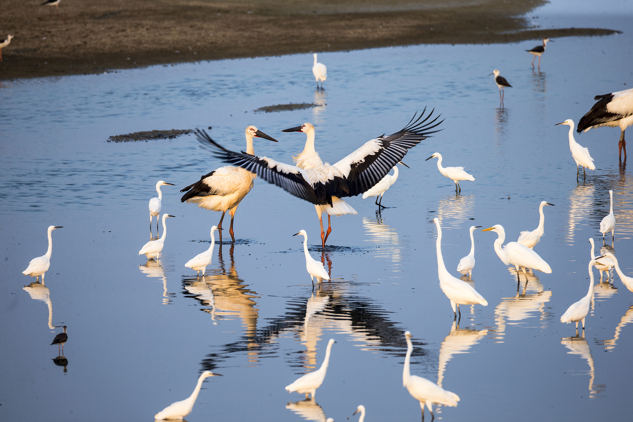 Oriental storks and egrets at the Yellow River Delta. /VCG