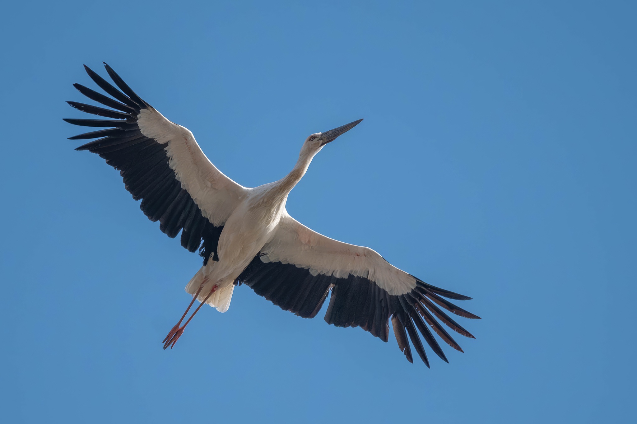 An Oriental stork. /VCG
