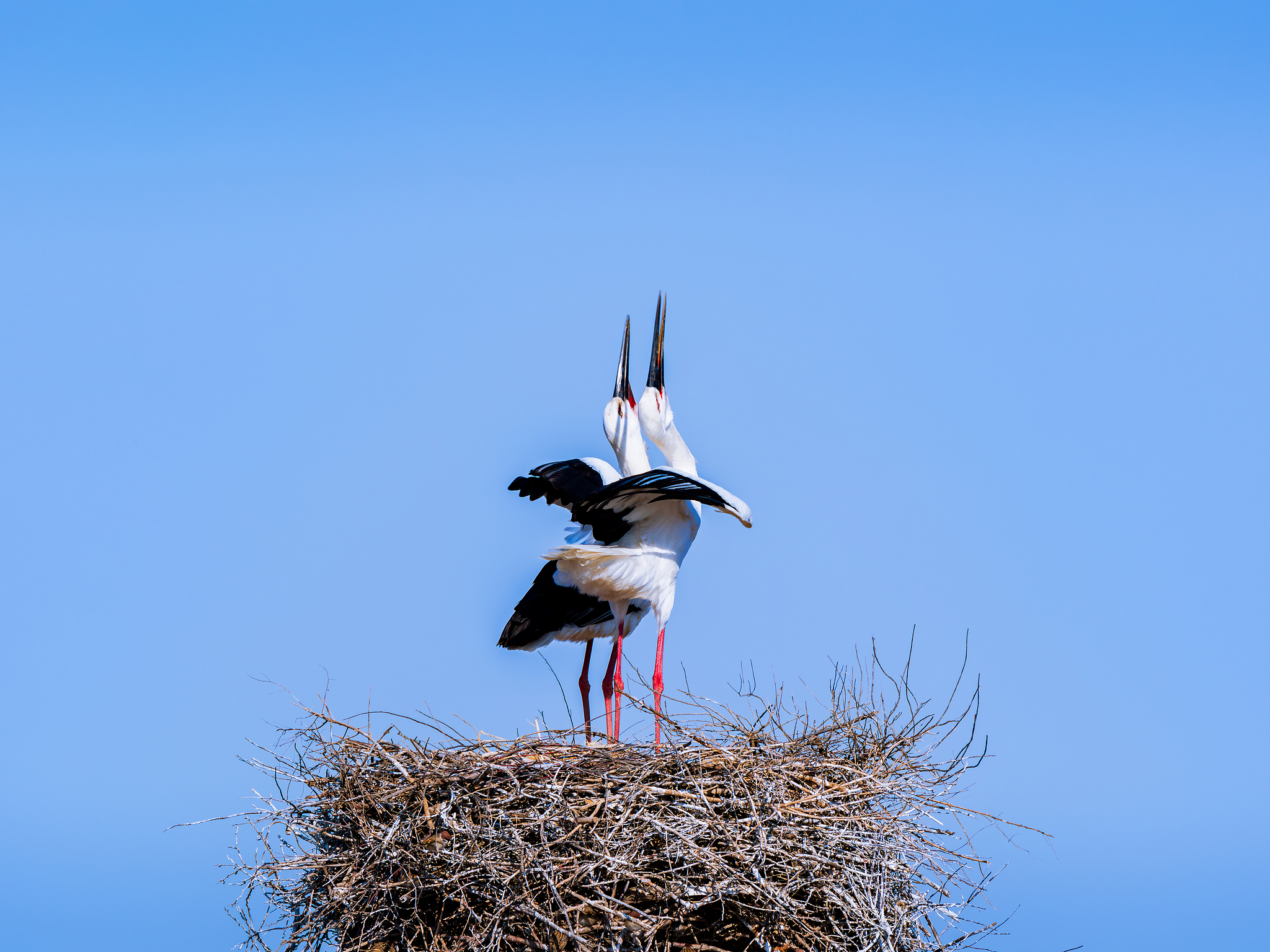 Oriental storks at the Yellow River Delta. /VCG