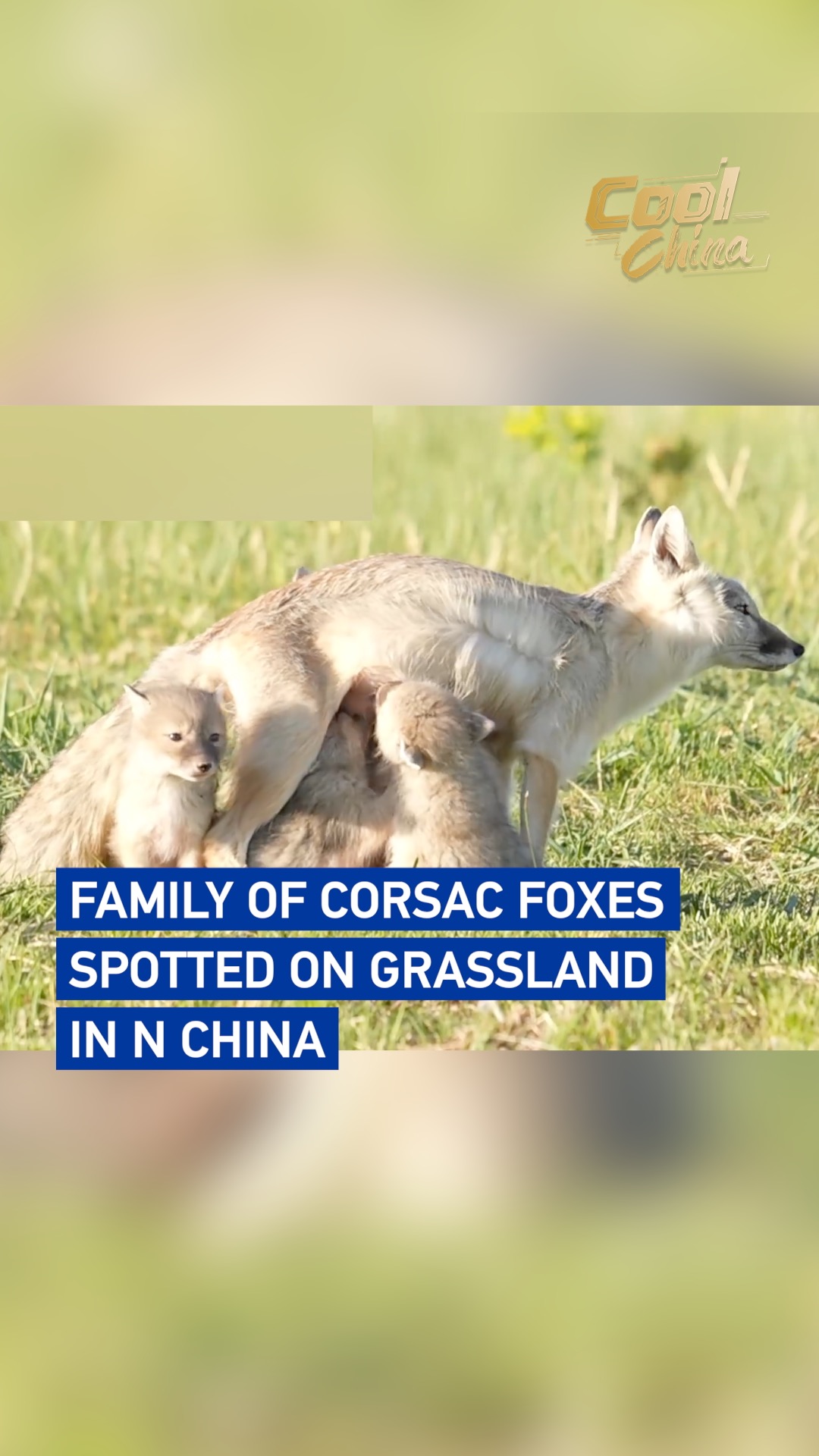 Family of corsac foxes spotted on grassland in N China