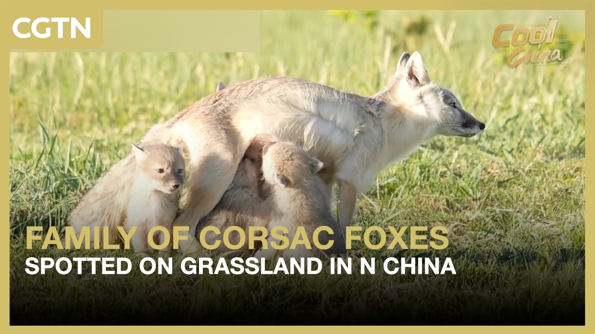 Family of corsac foxes spotted on grassland in N China