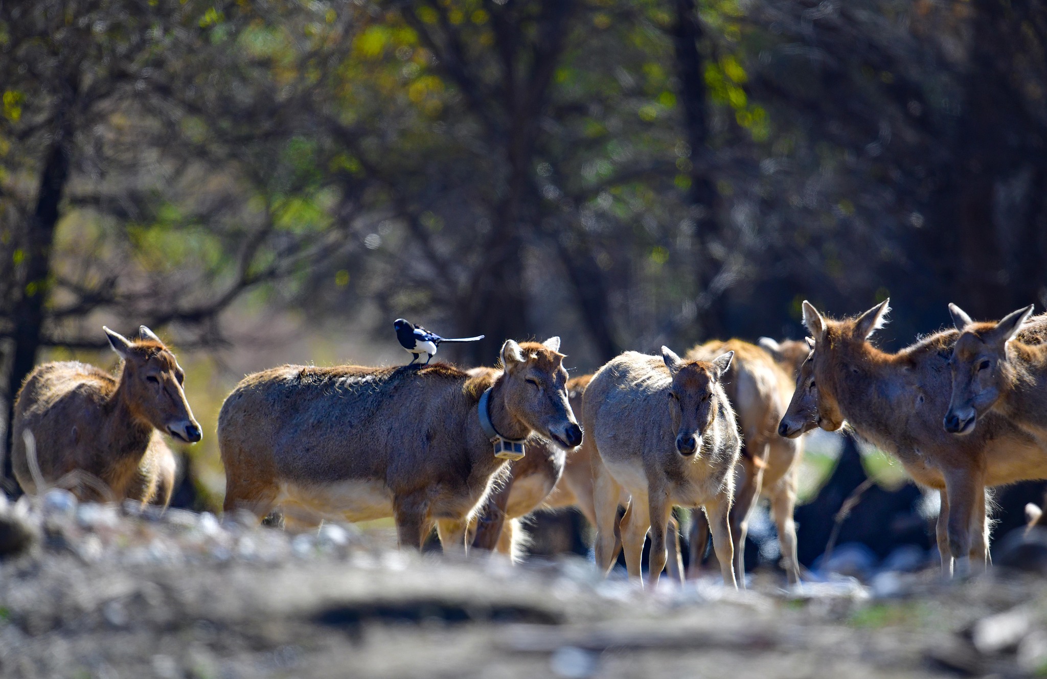 A milu herd is seen at the Daqingshan National Nature Reserve in Inner Mongolia Autonomous Region, north China, October 17, 2025. VCG