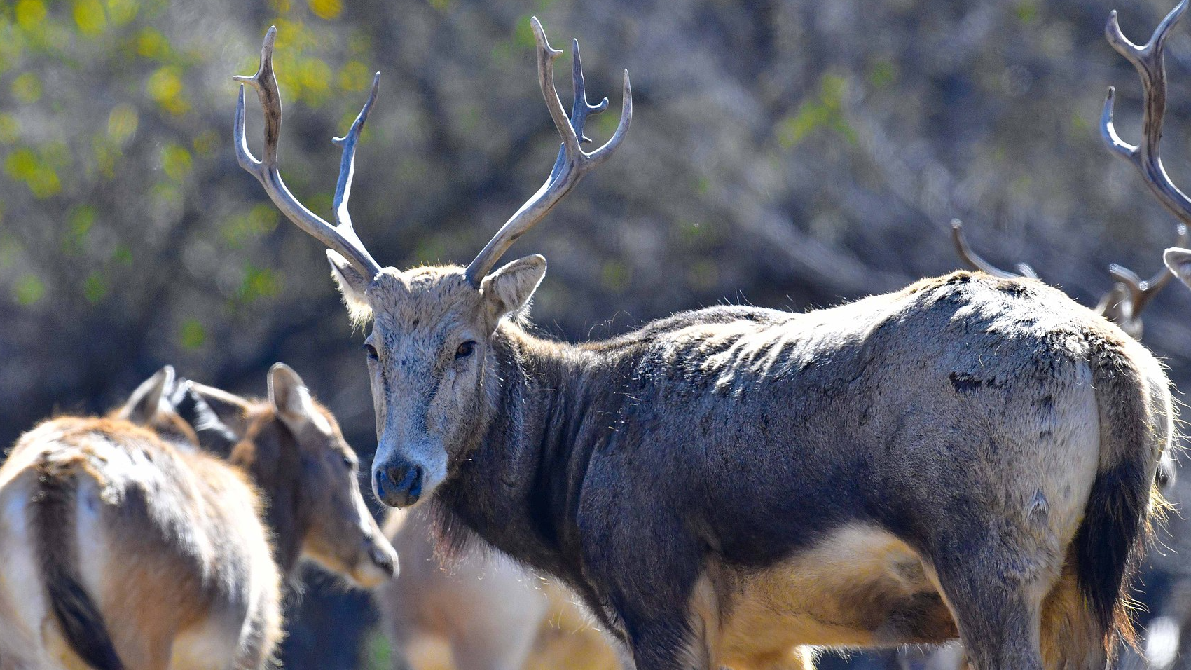 Milu population keeps steady rise in north China's Inner Mongolia