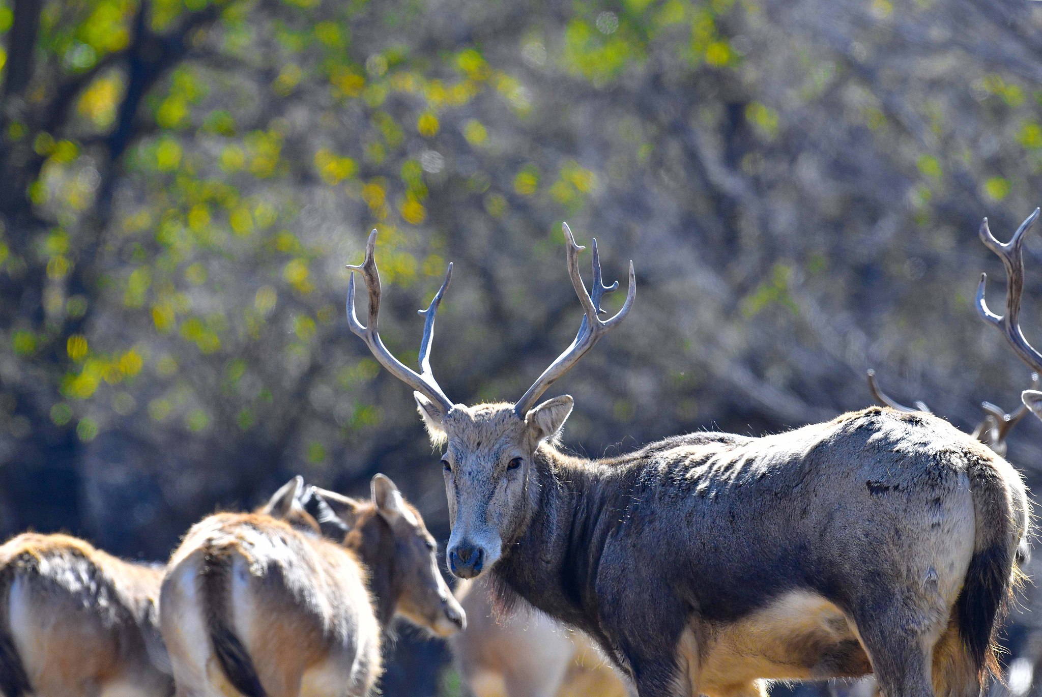 A milu herd is seen at the Daqingshan National Nature Reserve in Inner Mongolia Autonomous Region, north China, October 17, 2025. VCG
