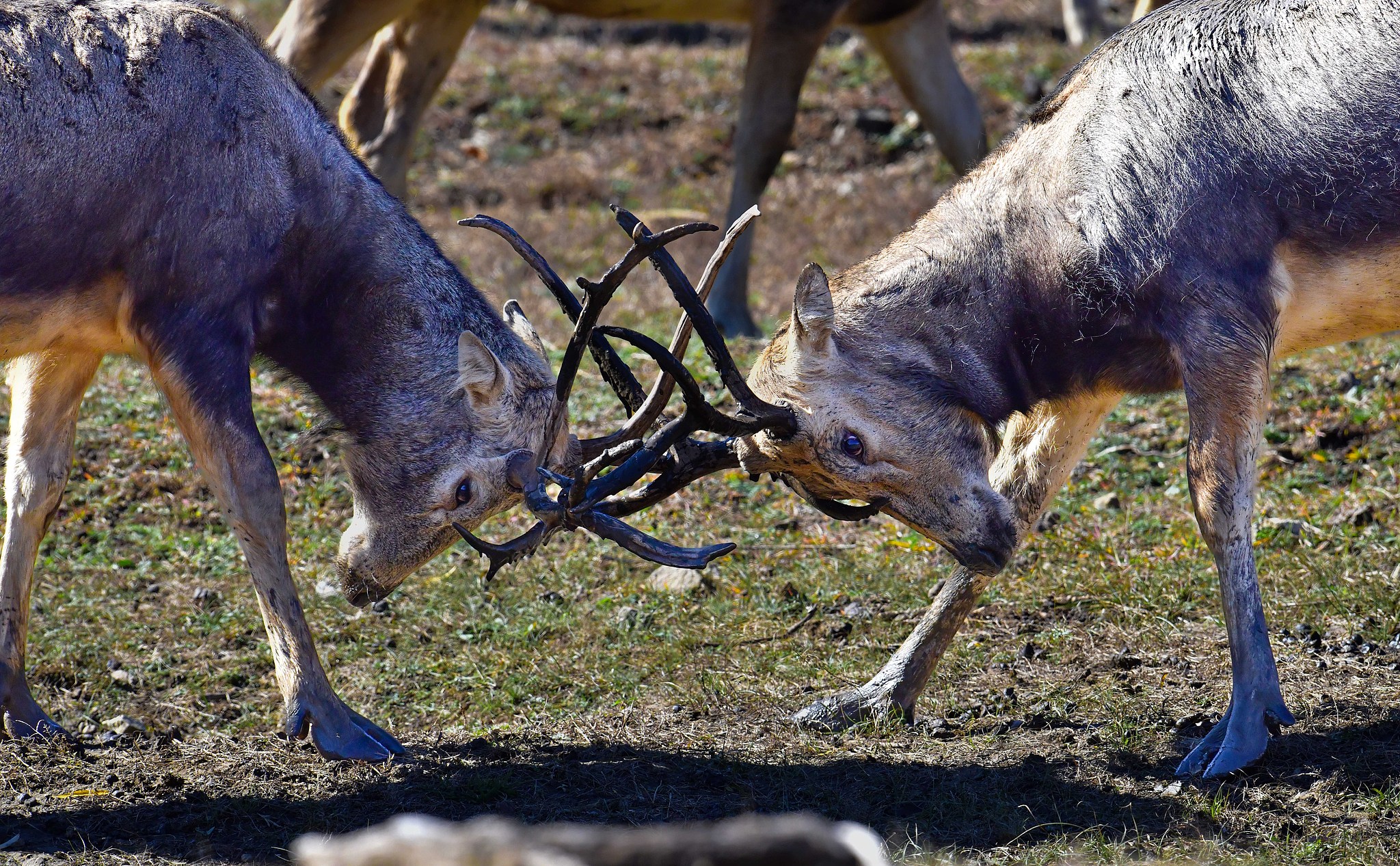 Two male milu in a duel at the Daqingshan National Nature Reserve in Inner Mongolia Autonomous Region, north China, October 17, 2025. VCG