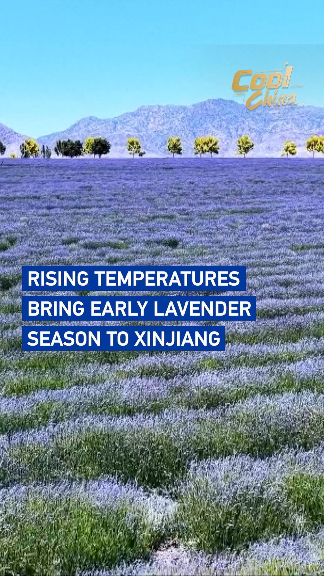 Rising temperatures bring early lavender season to Xinjiang