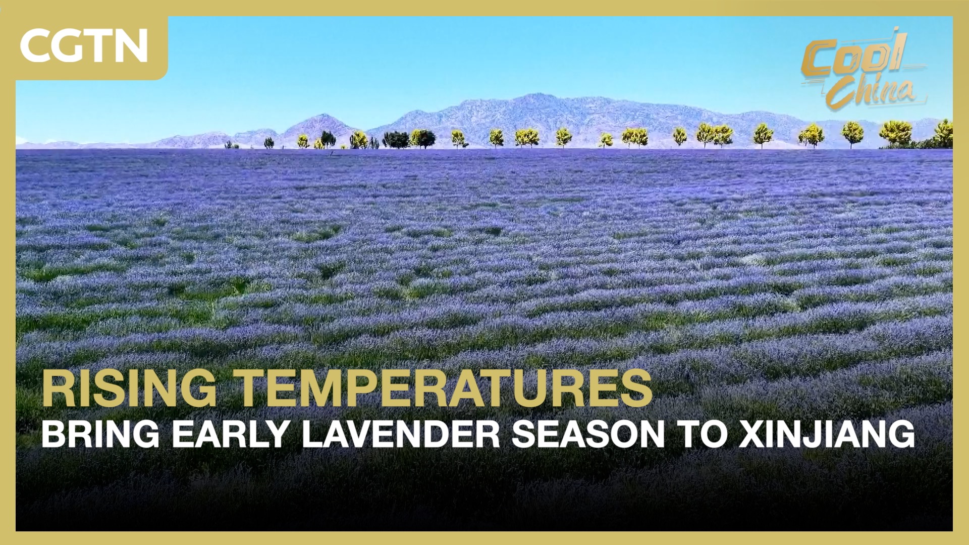 Rising temperatures bring early lavender season to Xinjiang