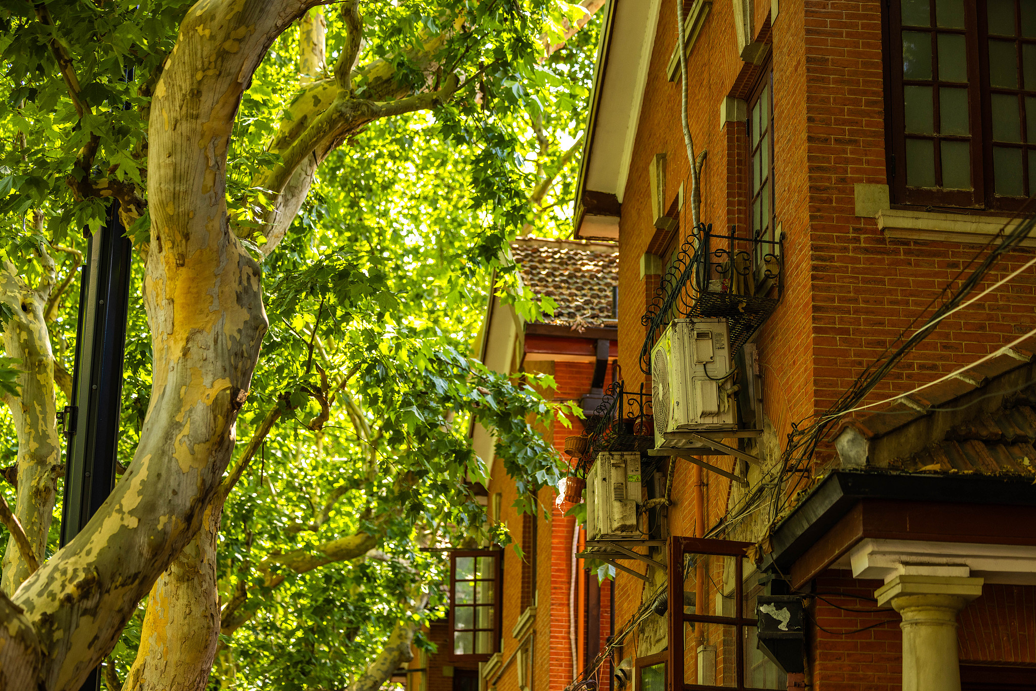 Shanghai through cinema: Under the plane trees