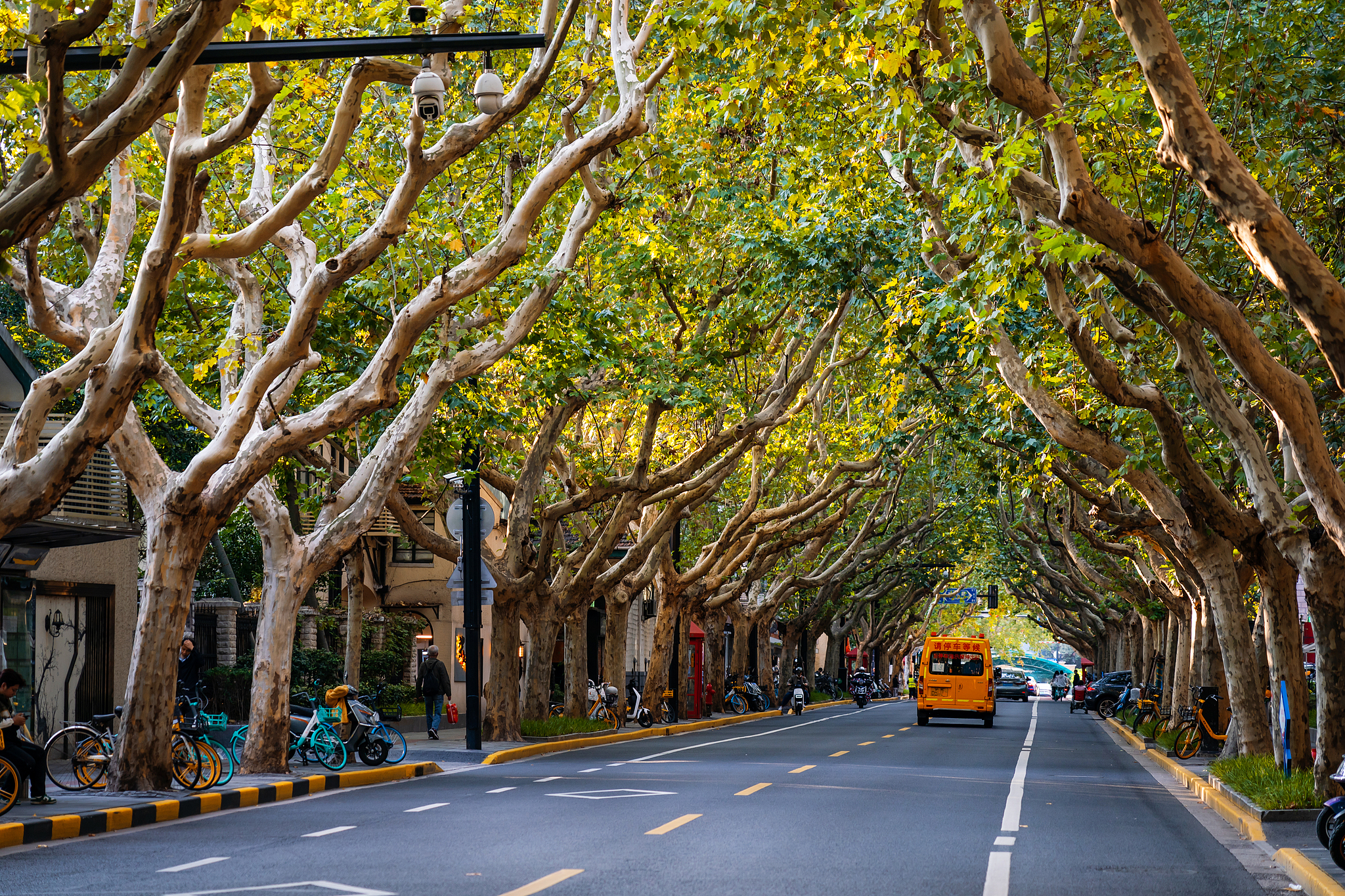 Shanghai through cinema: Under the plane trees