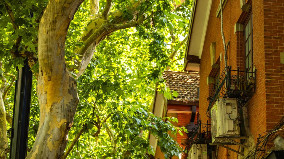 Shanghai through cinema: Under the plane trees
