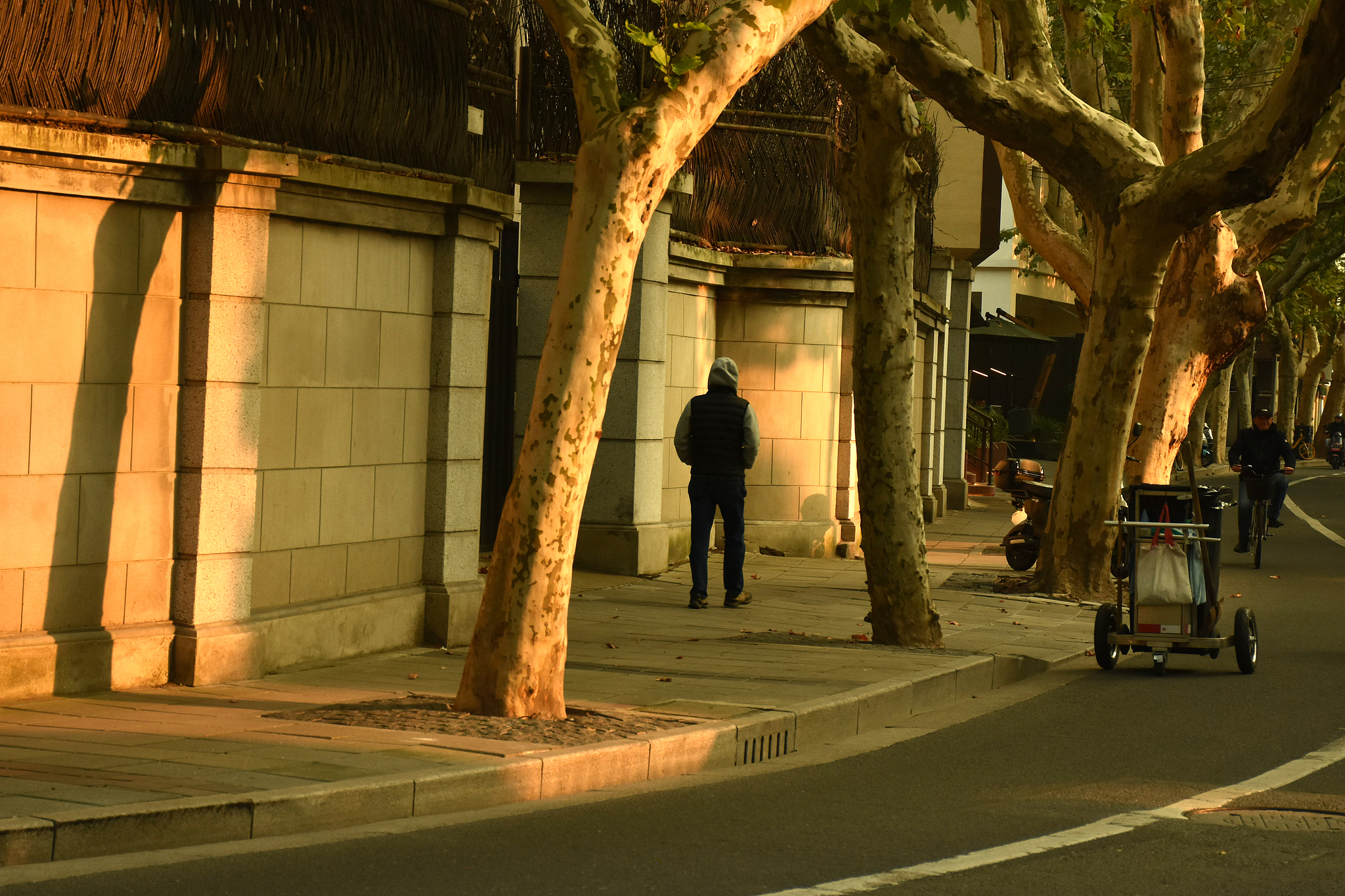 Shanghai through cinema: Under the plane trees