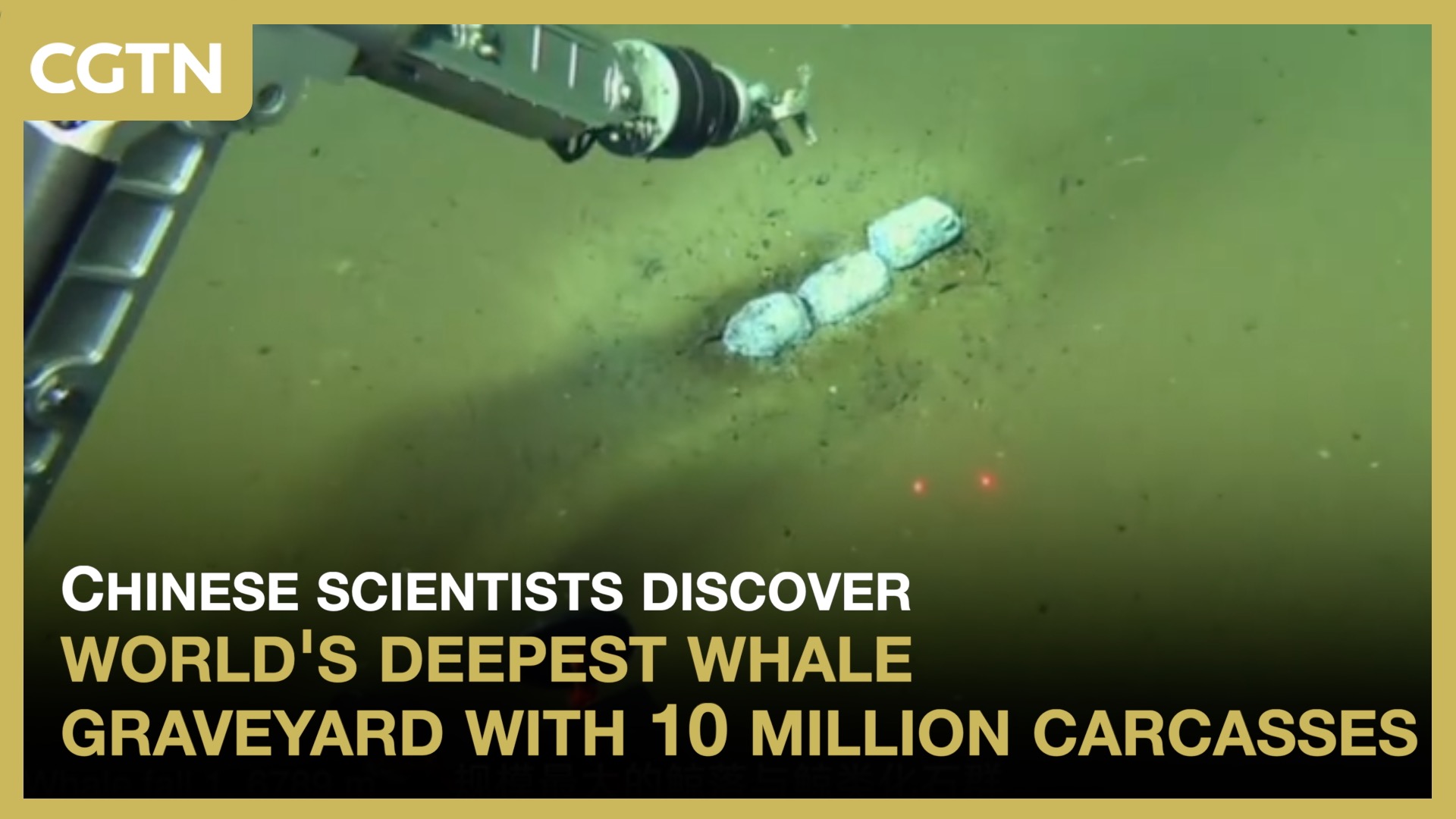 World's deepest whale graveyard with 10 million carcasses