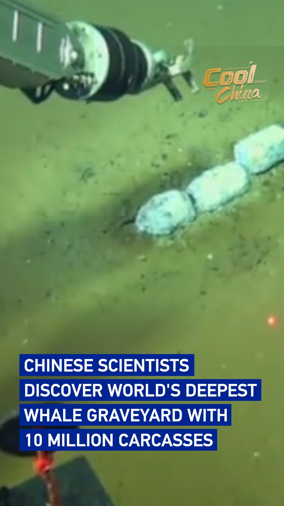 World's deepest whale graveyard with 10 million carcasses