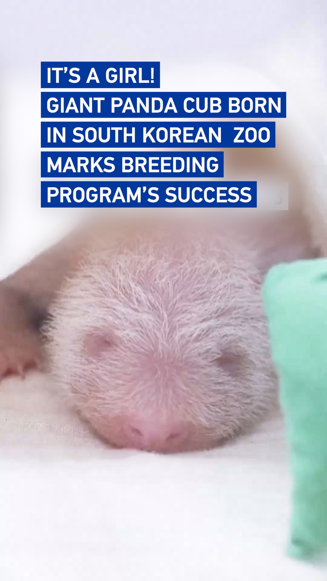 Giant panda cub born in South Korean zoo highlights breeding success