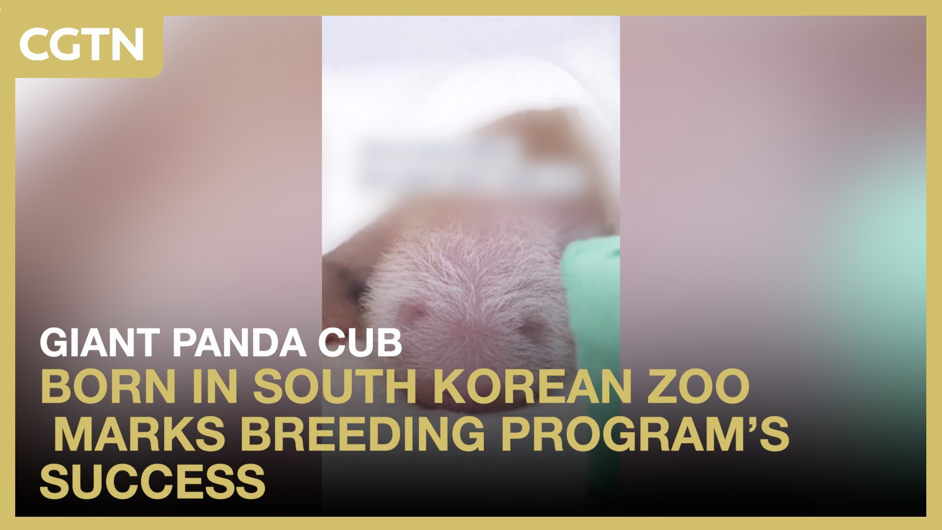 Giant panda cub born in South Korean zoo highlights breeding success