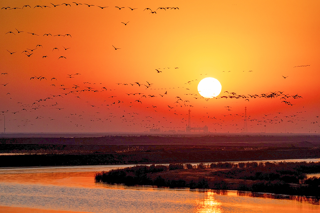 Flocks of migratory birds are seen at the Yellow River estuary in Dongying, Shandong Province. /VCG