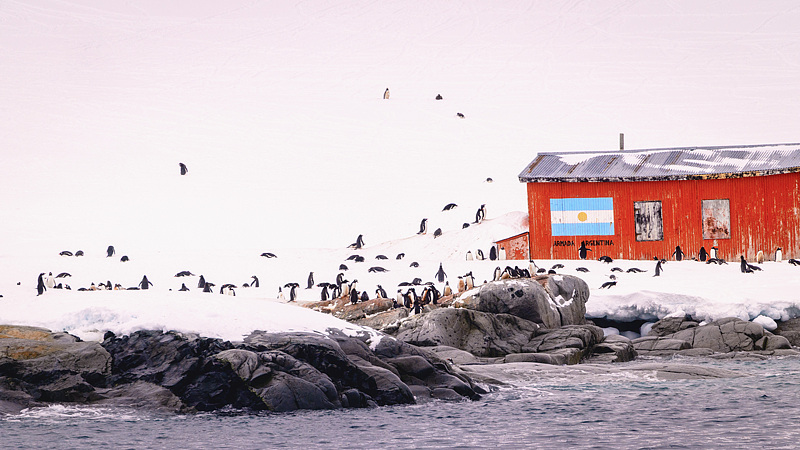 A penguin colony at the Argentine research station in Antarctica on November 13, 2025. /VCG