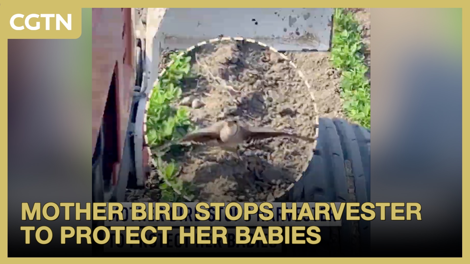 Mother bird stops harvester to protect her babies