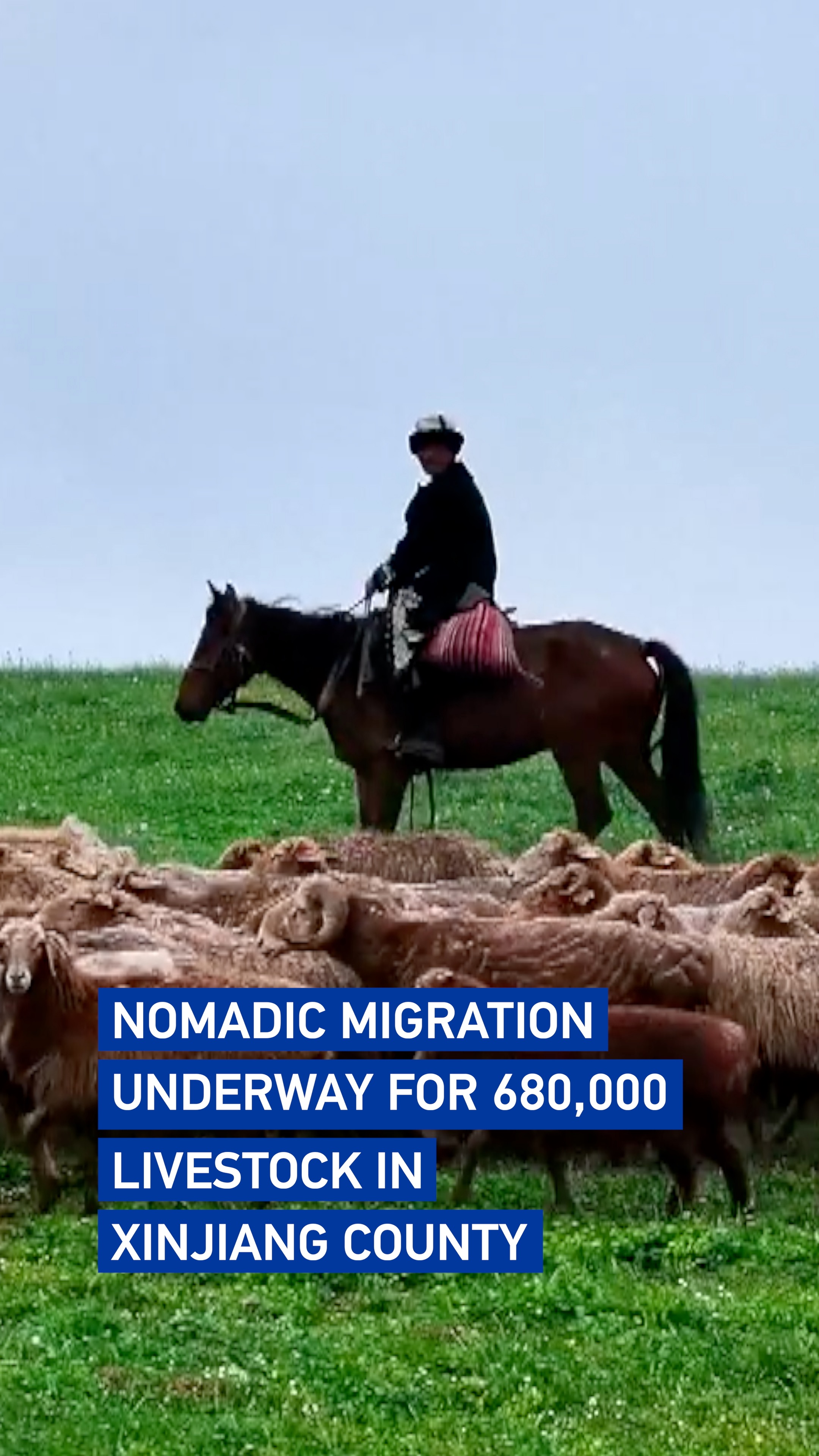 Nomadic migration underway for 680,000 livestock in Xinjiang county