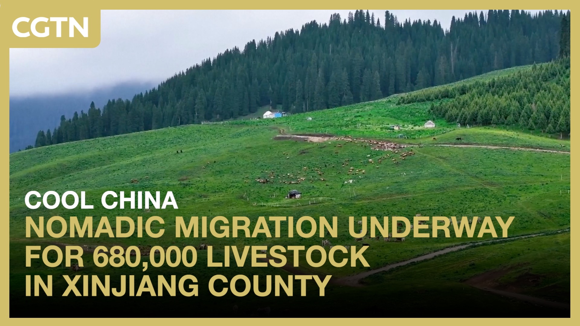Nomadic migration underway for 680,000 livestock in Xinjiang county