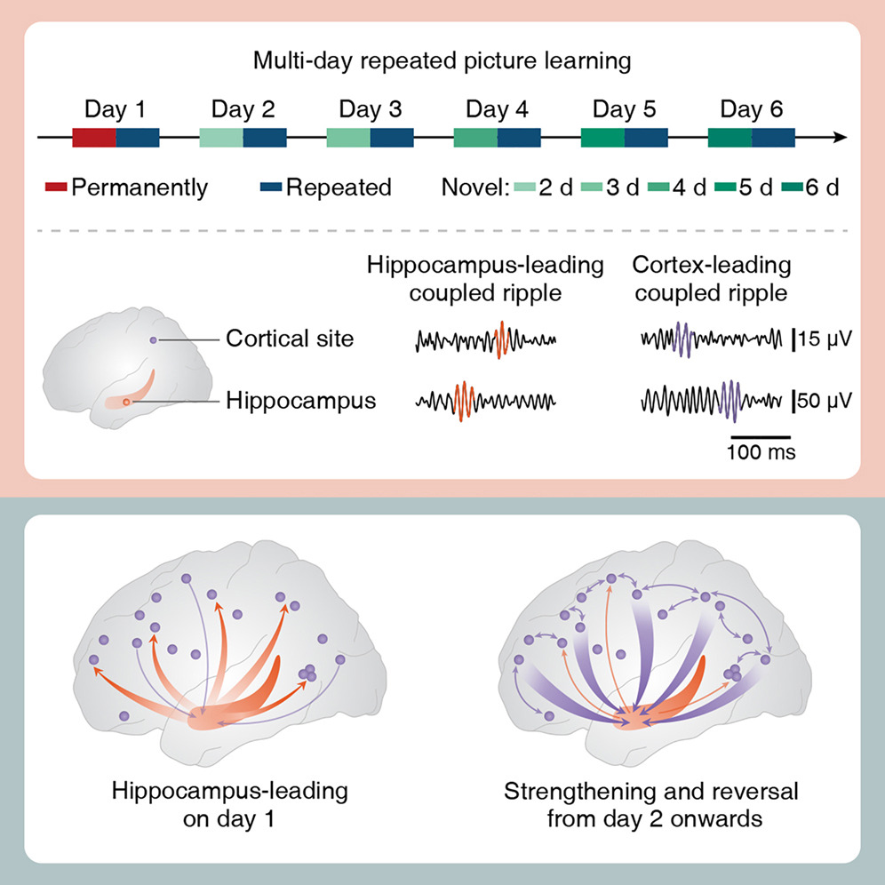 An illustration shows the shift in memory-related communication between the hippocampus and neocortex observed in the study. / Image from Neuron