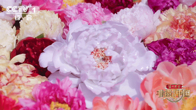 The Luoyang Peony Festival in Henan dates back more than 1,600 years, celebrating a flower long admired as a symbol of prosperity and elegance. /CMG