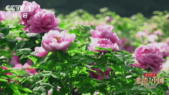 The Luoyang Peony Festival in Henan dates back more than 1,600 years, celebrating a flower long admired as a symbol of prosperity and elegance. /CMG