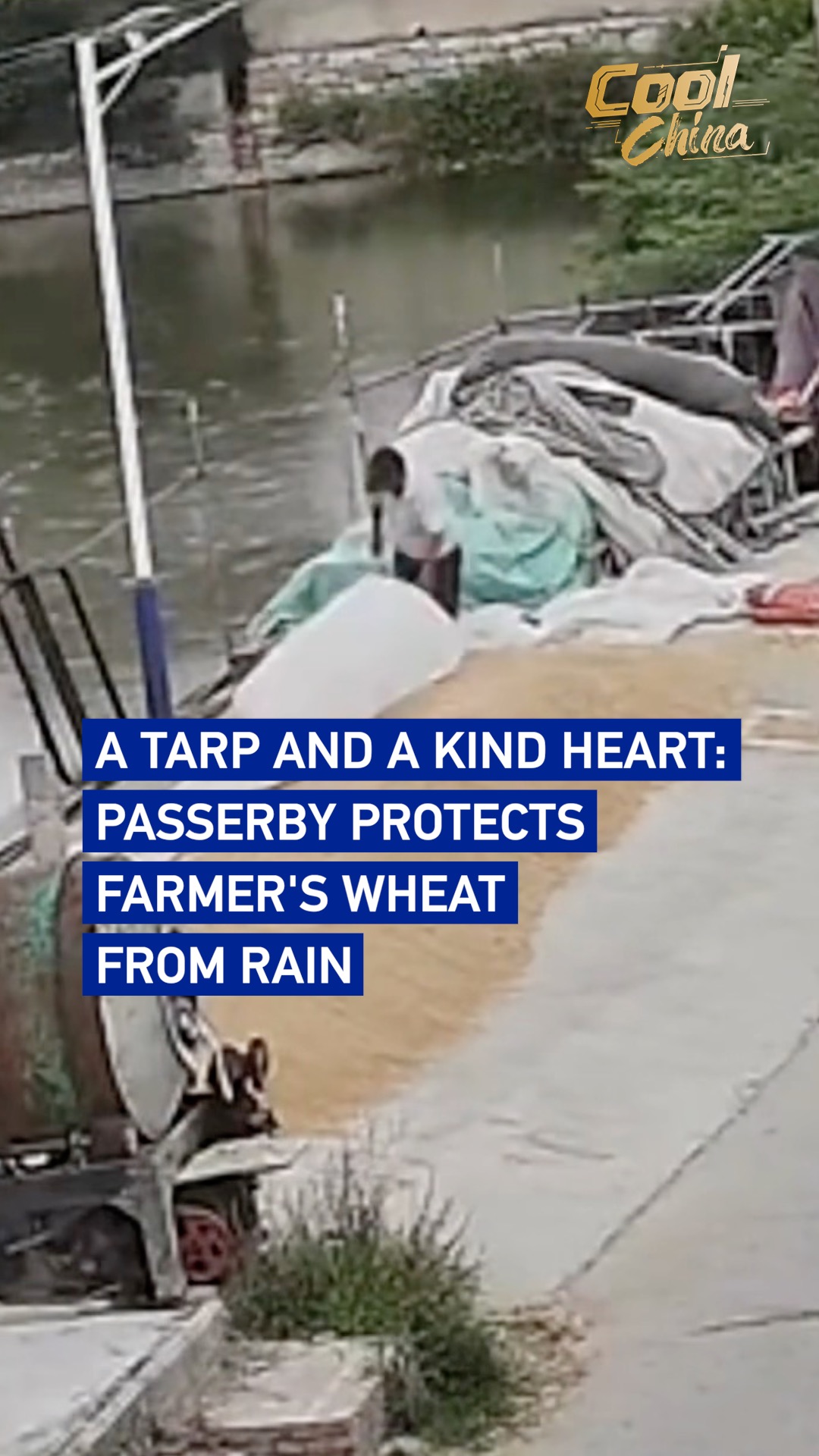 A tarp and a kind heart: Passerby protects farmer's wheat from rain