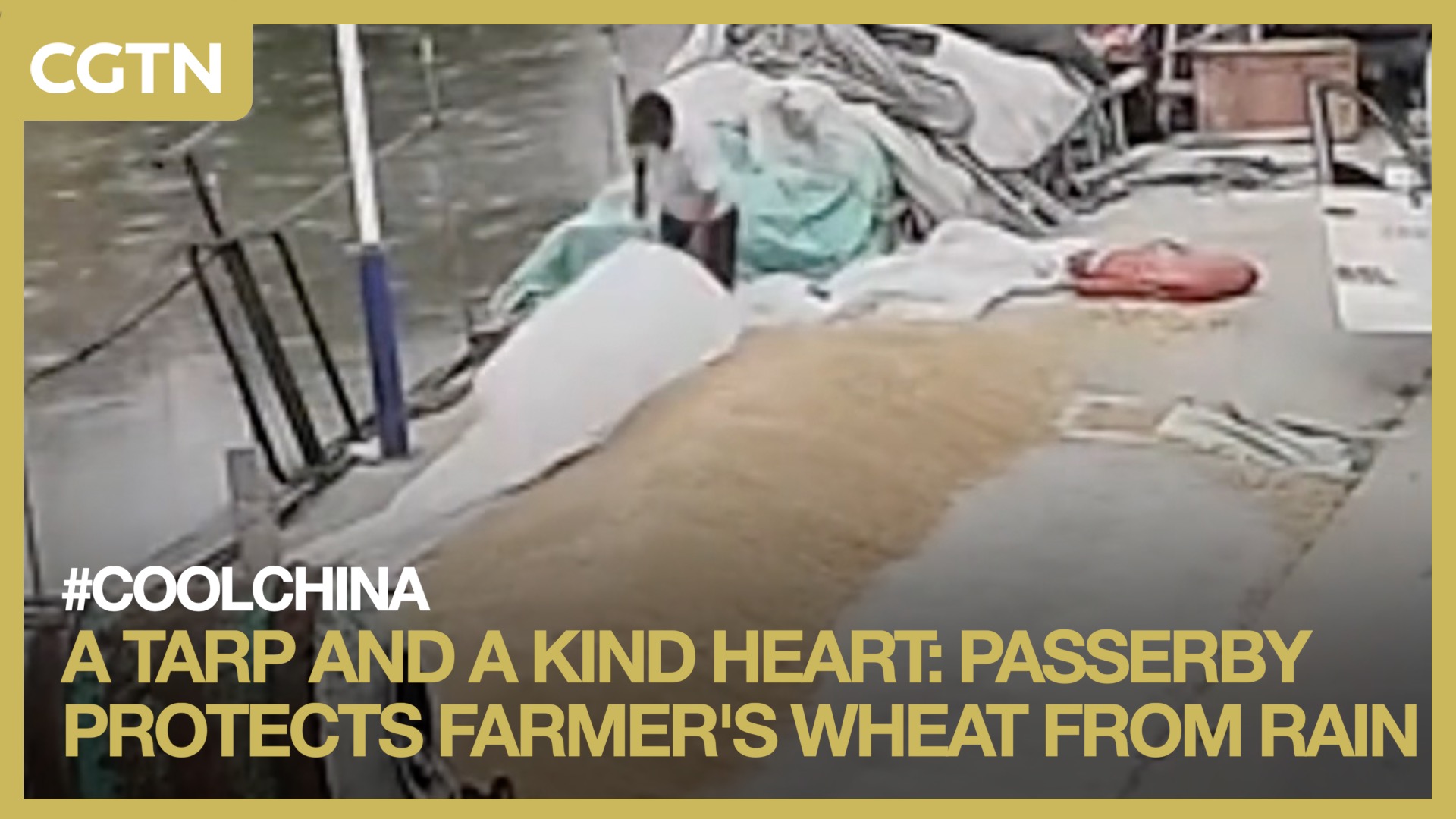 A tarp and a kind heart: Passerby protects farmer's wheat from rain