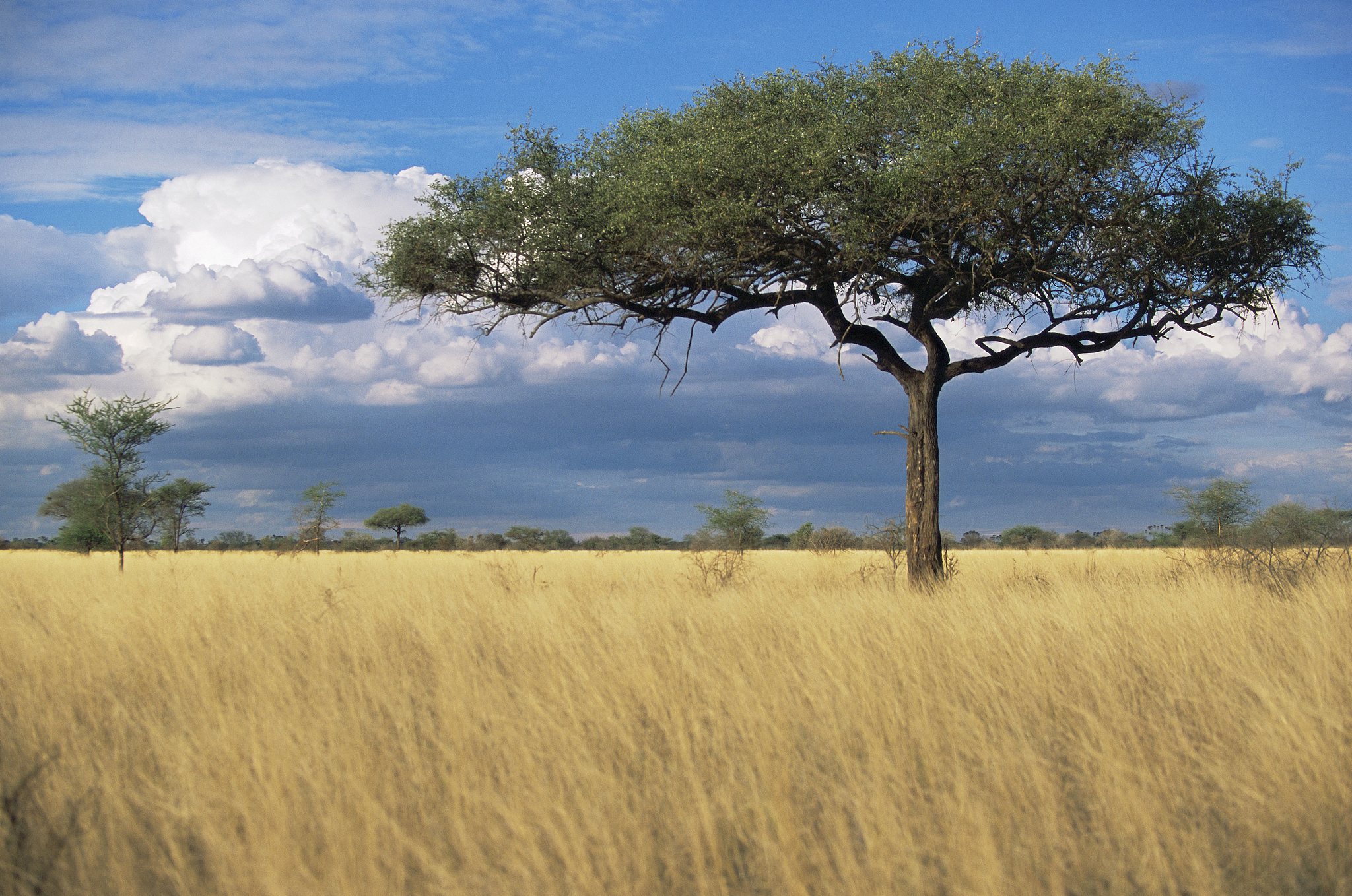 A view of the dry savannah in Meru National Park, Kenya. /VCG