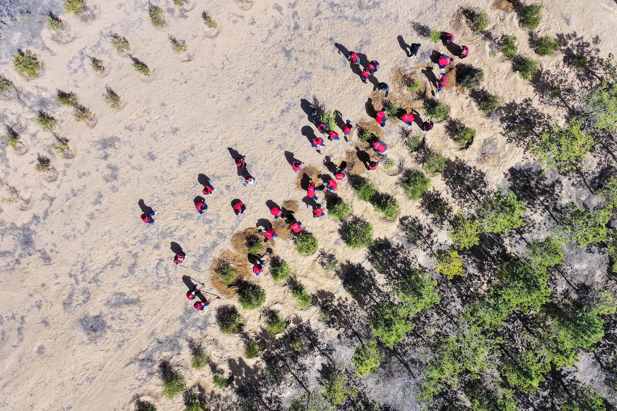 People plant trees on the edge of the Mu Us Sandy Land in Yinchuan, Ningxia Hui Autonomous Region, northwest China, March 28, 2025. /VCG
