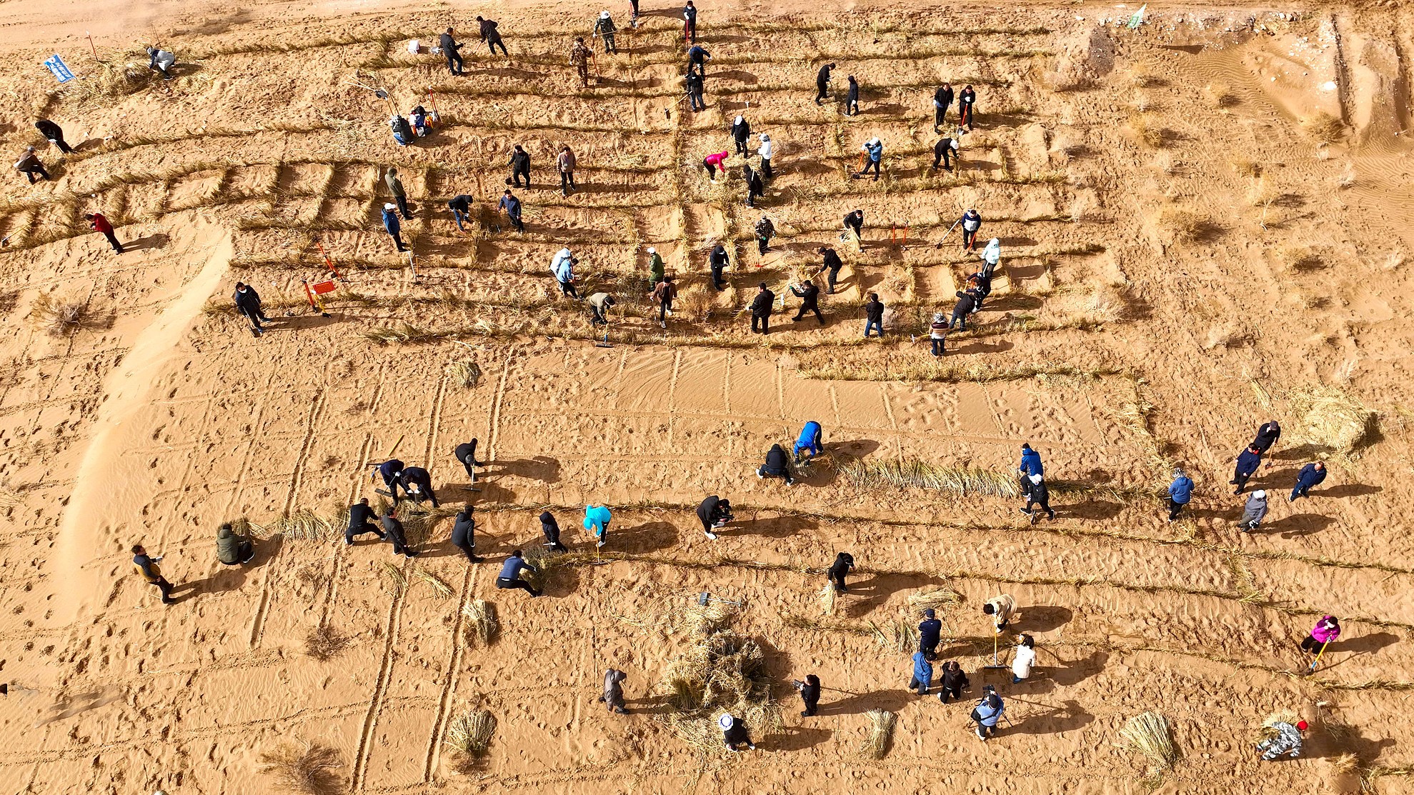 Government staff and volunteers build straw sand-blocking fences and plant saxaul seedlings in an arid desert area, northwest China's Gansu Province, April 11, 2025. /VCG