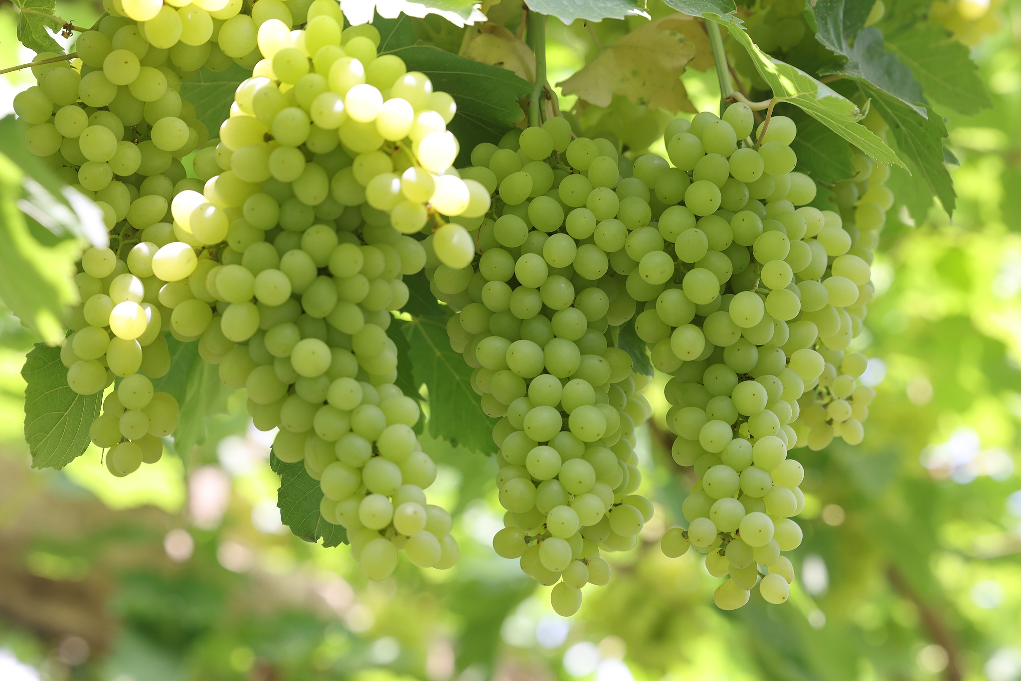 The grapes in Grape Valley are almost ripe in Turpan, northwest China's Xinjiang Uygur Autonomous Region. /VCG