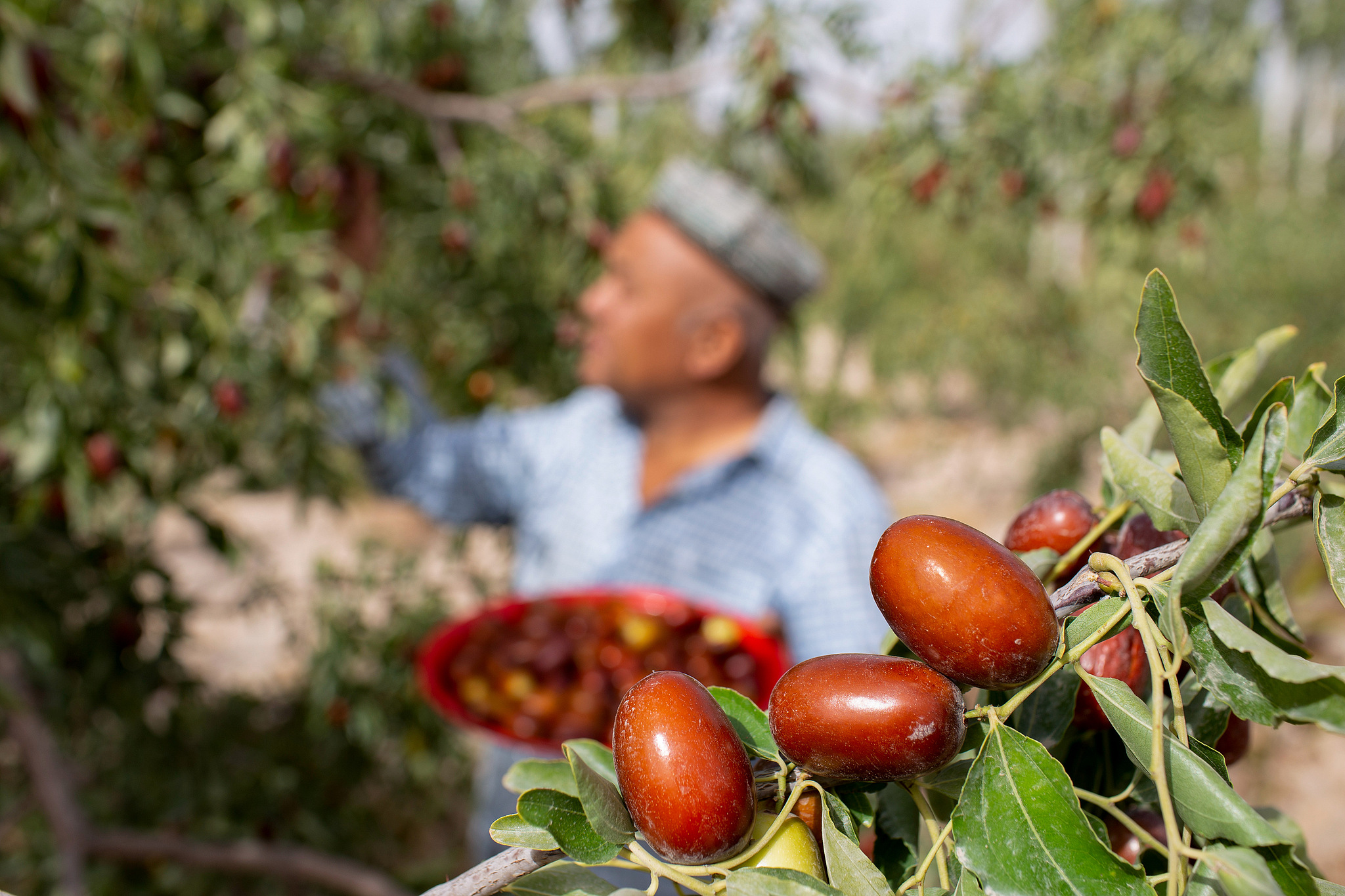 A farmer picks red dates during harvest season in China's Xinjiang Uygur Autonomous Region. /VCG