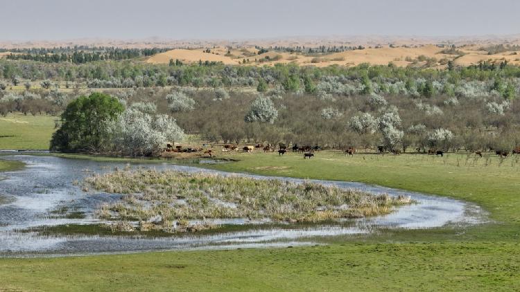 How China creates a miracle in the battle against desertification