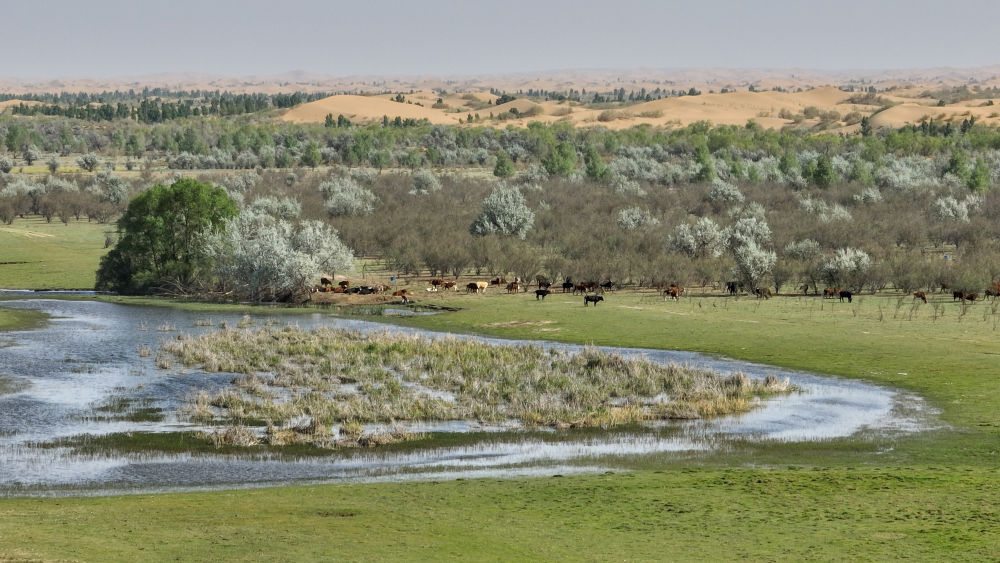 Grass and trees growing in the Maowusu Desert, in northern Inner Mongolia Autonomous Region, north China on May 12, 2026. /Xinhua
