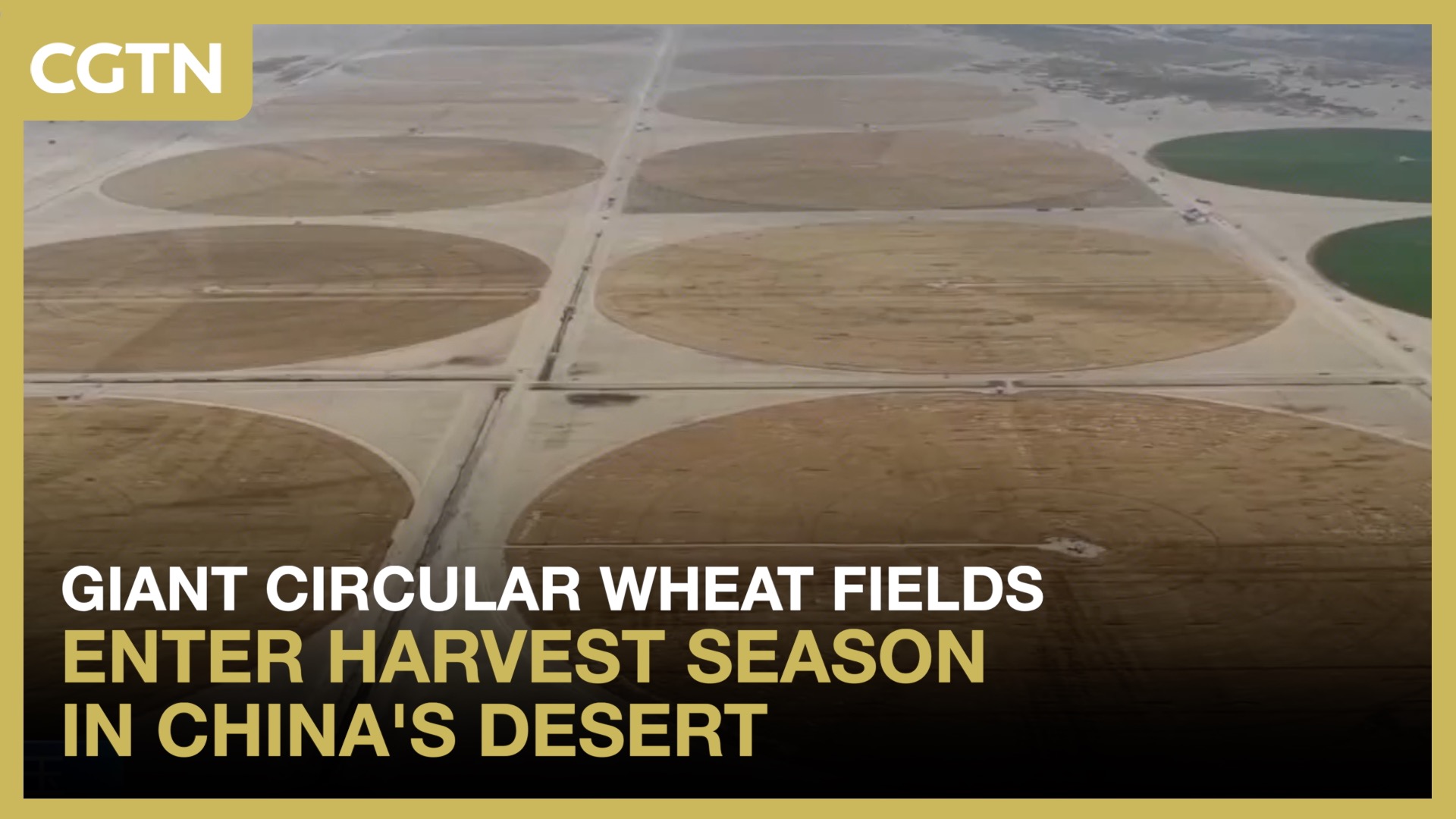 Giant circular wheat fields enter harvest season in China's desert