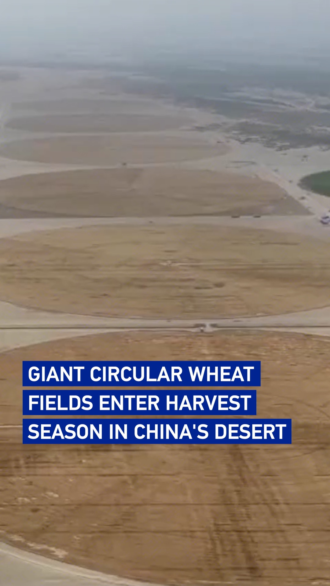 Giant circular wheat fields enter harvest season in China's desert